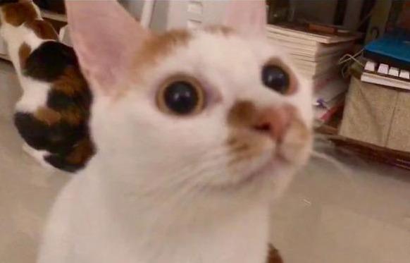 你知道动物性蛋白对猫来说多关键吗？该摄入多少你一定要知道