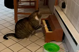 猫咪只要饿了，就会“弹钢琴”催饭，这也太特别了图片