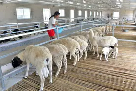 你知道一样的养羊，为何别人挣钱你亏钱吗？这两点真是养殖关键图片