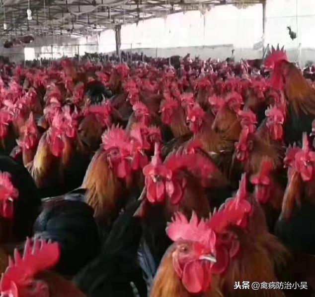 年底鸡毛色不光亮，卖相不好，鸡掉毛原因及治疗，轻松出栏卖个好价