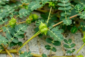 俗语：“公羊不爬跨，蒺藜没到家”是啥意思？蒺藜能帮公羊爬跨？图片