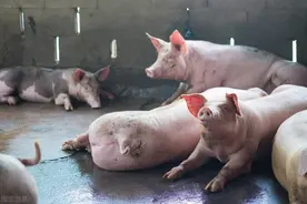 猪水疱病与口蹄疫的区别及防治方法图片