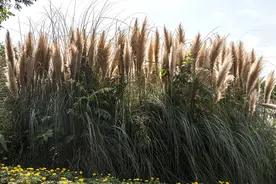风与园林植物有何关系？图片