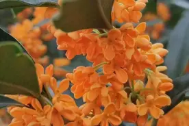 门前栽一棵桂花，人前显富贵！做好4点，桂花开满枝，香气飘十里图片