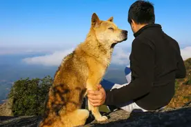 盘点中国7大“土狗”，你都认识吗？图片