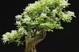 金银花黄白二色，非常美丽，养护中容易出现枯萎，如何防治？图片
