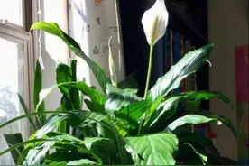花市买花擦亮眼，碰到4种花不要买，因为根本养不活图片