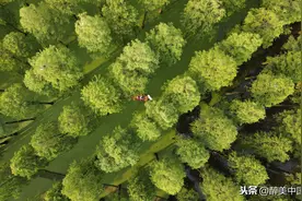 江苏扬州：水上森林满目苍翠，绿意扑面迎客来图片