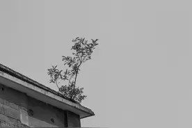 想让一棵树木枯萎，有5种可用的方法，你会选择哪一种？图片