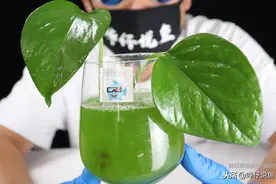 为什么鱼缸总是爆出绿水，却长不出青苔？只需一个妙招，如你所愿图片