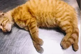 流浪橘猫为了肚子里小猫的营养，不顾危险在路边捡食被车撞飞图片