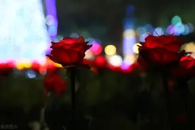 “爱养什么花，就会是怎样一个人”，喜欢种玫瑰的，桃花运不会差图片