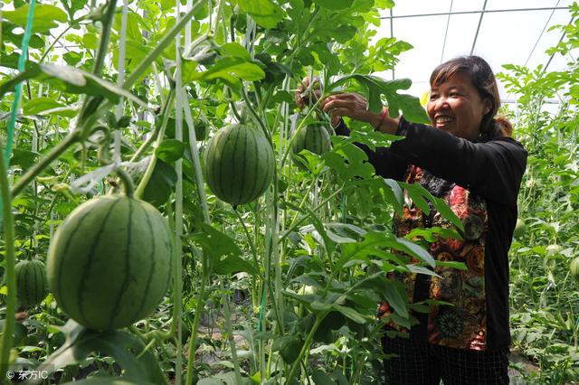 正确认识水溶肥，科学施肥效果好！