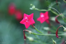 茑萝花开有几许，一世祥和因你来图片