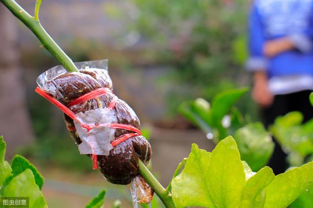月季嫁接很难？教你一招，就能提高嫁接成活率，让植株开出多色花