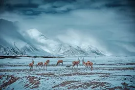 是天堂，是地狱，是见证生命与信仰的圣地，满怀敬畏走近可可西里图片