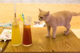 对猫有毒的食物图片