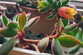 用“生命”开花的3种多肉植物，开完就死，你家有的话要小心图片