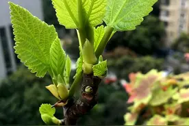 盆栽无花果，做好三个细节，结的果实又多又甜图片