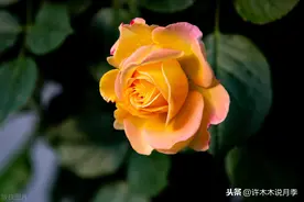 月季叶片发黄、失绿、没精神是要死了吗？烂根前兆，赶紧重视起来图片