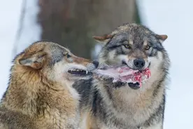 狼就是狼！好心刘大娘大雪天中收养了两只弱狼，最终被狼吃掉图片