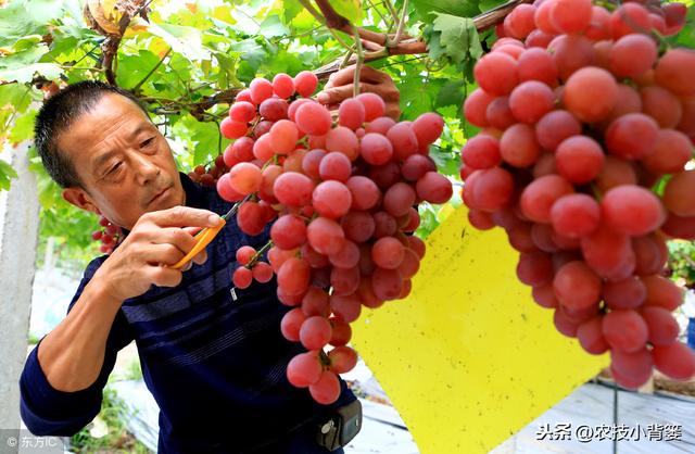 葡萄为什么必须补钙？什么时间补？如何补？用什么方法、什么肥？