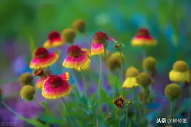 花卉摄影，又名“紫锥花”的松果菊怎么拍？试试这些拍摄思路图片