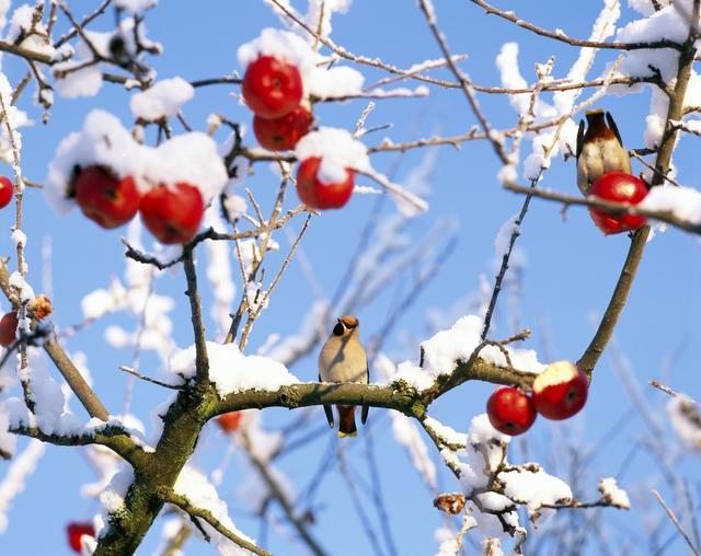 植物防冻剂，真能防冻吗？怎么选择？怎么使用？要点都在这