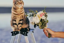 可爱的猫咪与美丽的鲜花图片