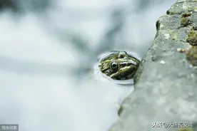 癞蛤蟆世界图片