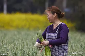 蒜苔：味道很美保鲜难，豫南民间这样做，附腌制教程图片