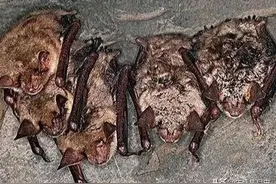 在农村这4种动物不请自来，千万不要赶走它们，它们是来送财的！图片
