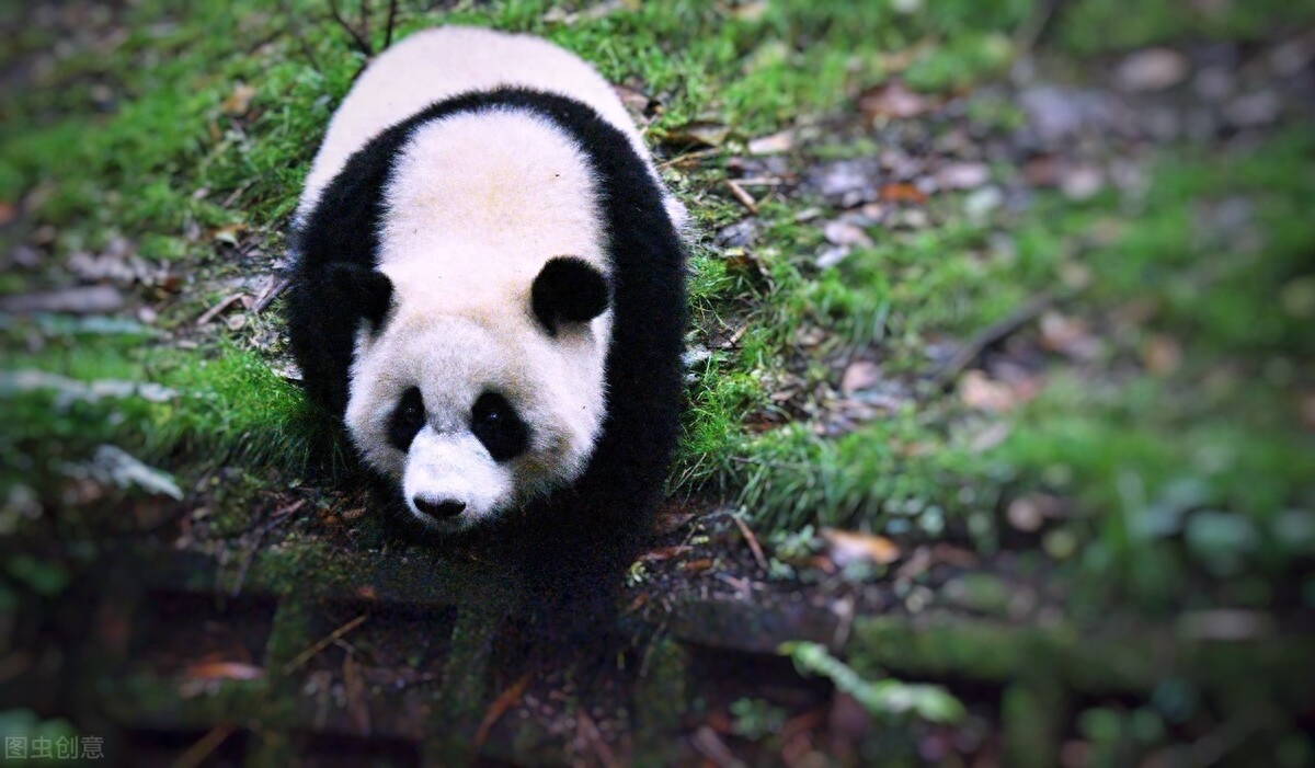 如果国宝熊猫会说话,你猜猜是哪里的普通话