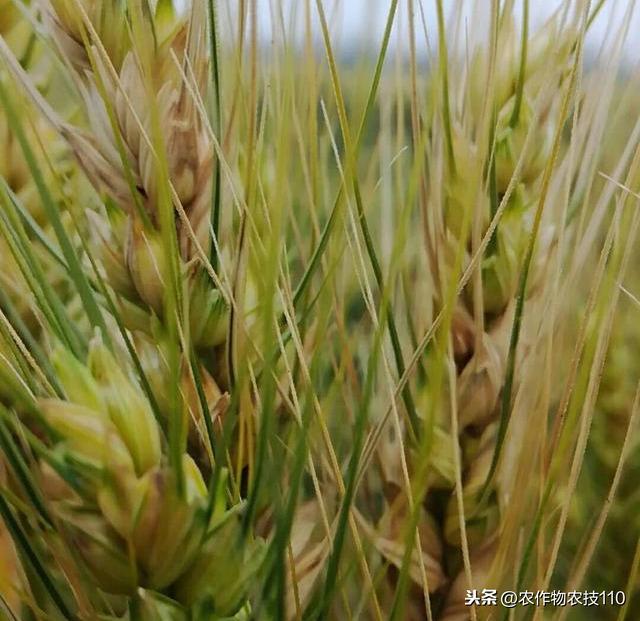 小麦赤霉病即将大爆发，防治不能马虎！