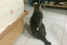 猫咪是如何抓痒痒的？哈哈哈哈哈莫名搞笑图片