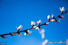 《游园不值》宋·叶绍翁 春天的古诗词（12）有声朗读图片