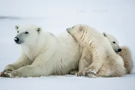 国家小知识：马达加斯加的国宝是企鹅？NONONO图片