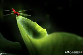 无人伴你欢笑，无人担你愁苦；心事欲与人言，举目竟无人可诉图片