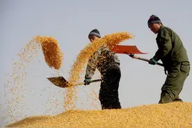 中储粮回应库内禁止录像，粮仓到底是空是满？图片