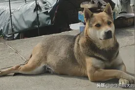55斤胖灰灰生的三只小奶狗，它们生活环境接近野狗图片