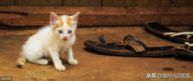 猫血液疾病｜猫吃家里某些物质，引发贫血，即亨氏小体溶血性贫血