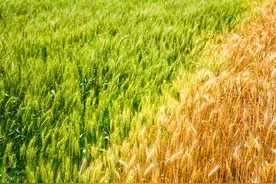 小麦玉米不同种植模式的比较研究，科学种植，重点做好这几个方面图片