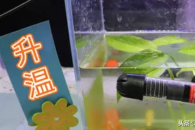 宠物鱼前辈常说的“老三样”科学吗？升温换水挺有用，撒盐很荒诞图片