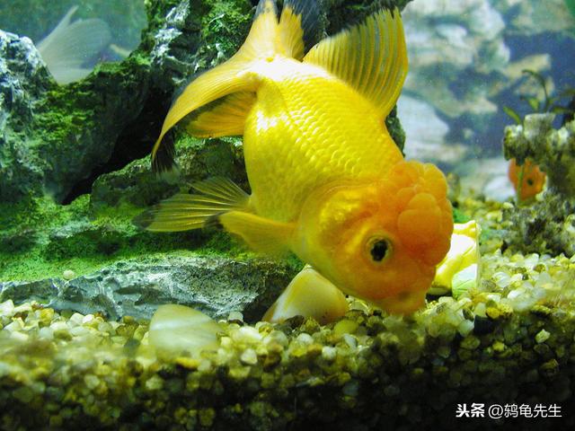 辟谣：水草不能代替硝化细菌处理鱼缸氨氮？其实水草除氨效果更好