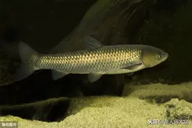 黑坑垂钓草鱼钓浮还是钓底？学会运用两者让你下杆鱼儿来！图片