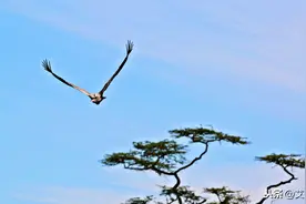 小学初中语文204首古诗八年级第26首《上李邕》- 诗词赏析图片