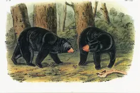 长白山猎熊历险记（9）辛柳发誓：不让我掏仓我就跳下一线天图片