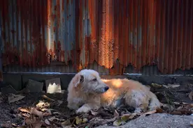 如何正规领养流浪狗？流浪狗收治后如何处置？深圳城管回应市民关切问题图片