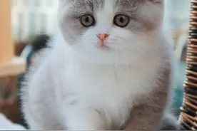好可爱的小猫咪！萌萌哒图片