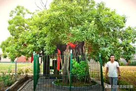 古代农村的四大吉祥树，种植简单，寓意好，有哪四种？为啥？图片